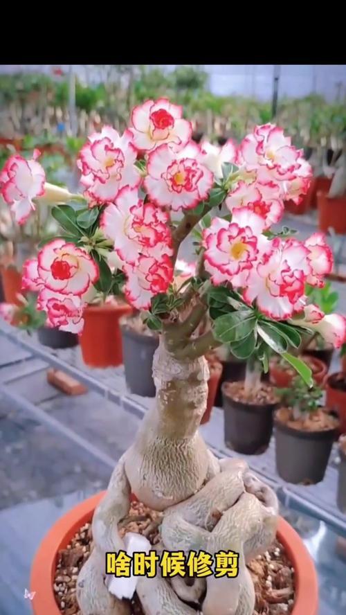 沙漠玫瑰花的花语有哪些？沙漠玫瑰花象征着什么？