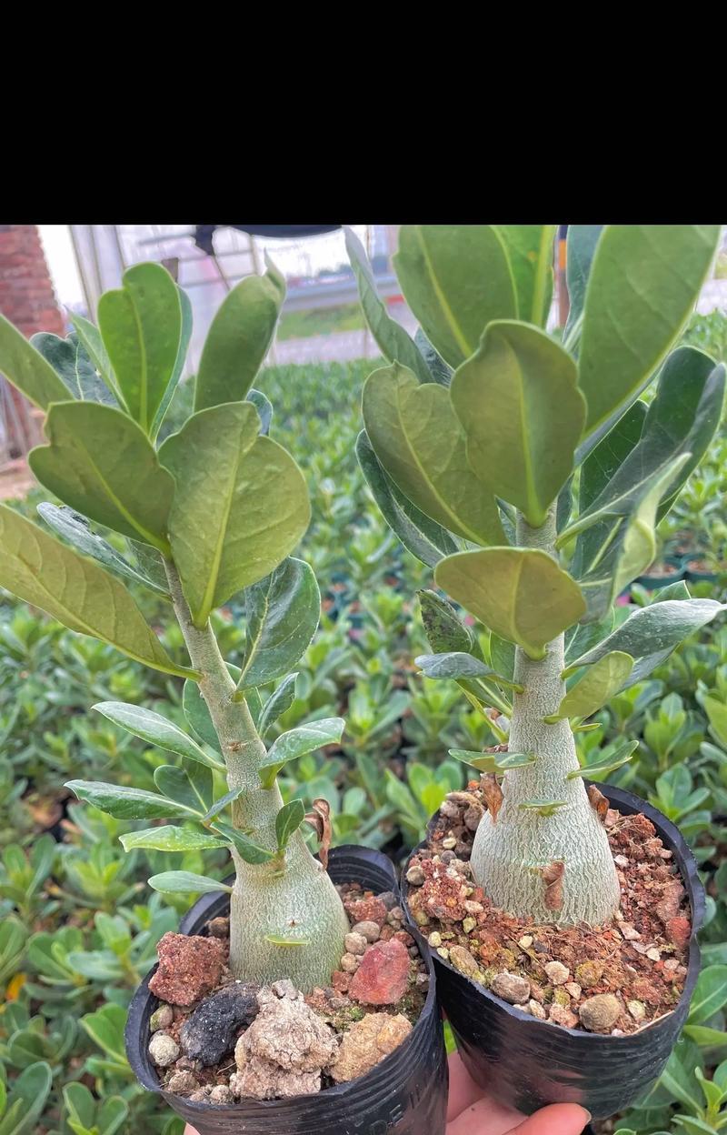 沙漠玫瑰花的花语有哪些？沙漠玫瑰花象征着什么？