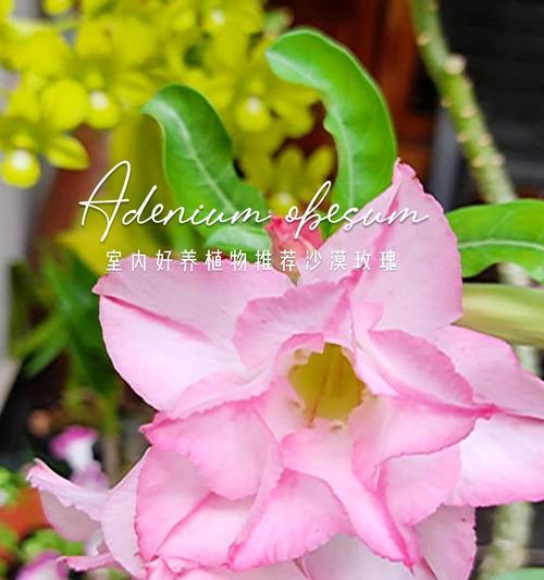 沙漠玫瑰花的花语有哪些？沙漠玫瑰花象征着什么？