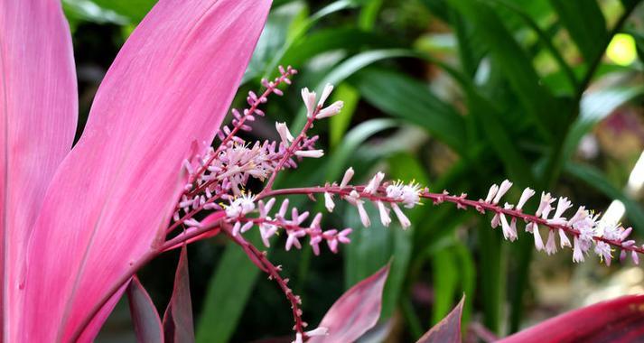 朱蕉的花语是什么？朱蕉象征着什么？