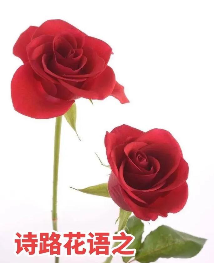 47朵玫瑰花的花语是什么？47朵玫瑰花代表什么意义？