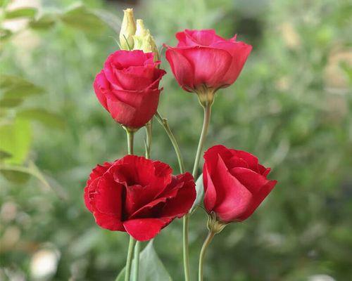 红色吉梗花的花语是什么？红色吉梗花象征着什么？
