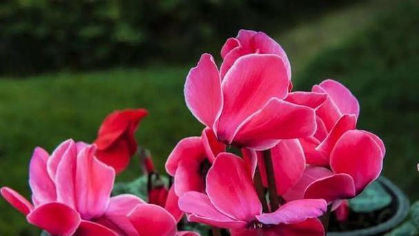 红色吉梗花的花语是什么？红色吉梗花象征着什么？