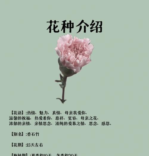 表达“我爱你”的花语是什么？哪种花代表爱意？