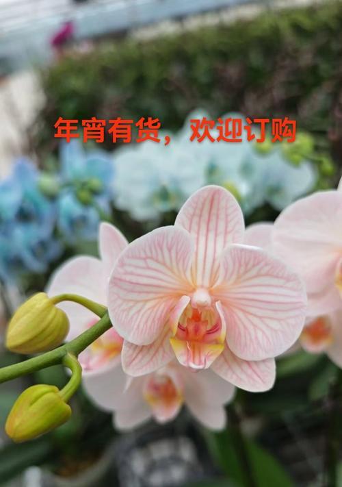 表达“我爱你”的花语是什么？哪种花代表爱意？