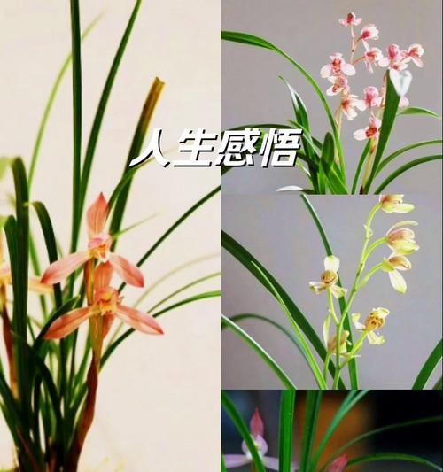 哪些花语寓意不太好？寓意不好的花语有哪些？