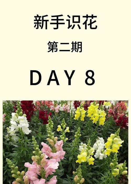 金鱼草的花语有什么坏处？金鱼草象征着什么？
