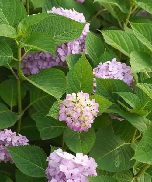 绣球花的花语是什么？绣球花简短的花语有哪些？