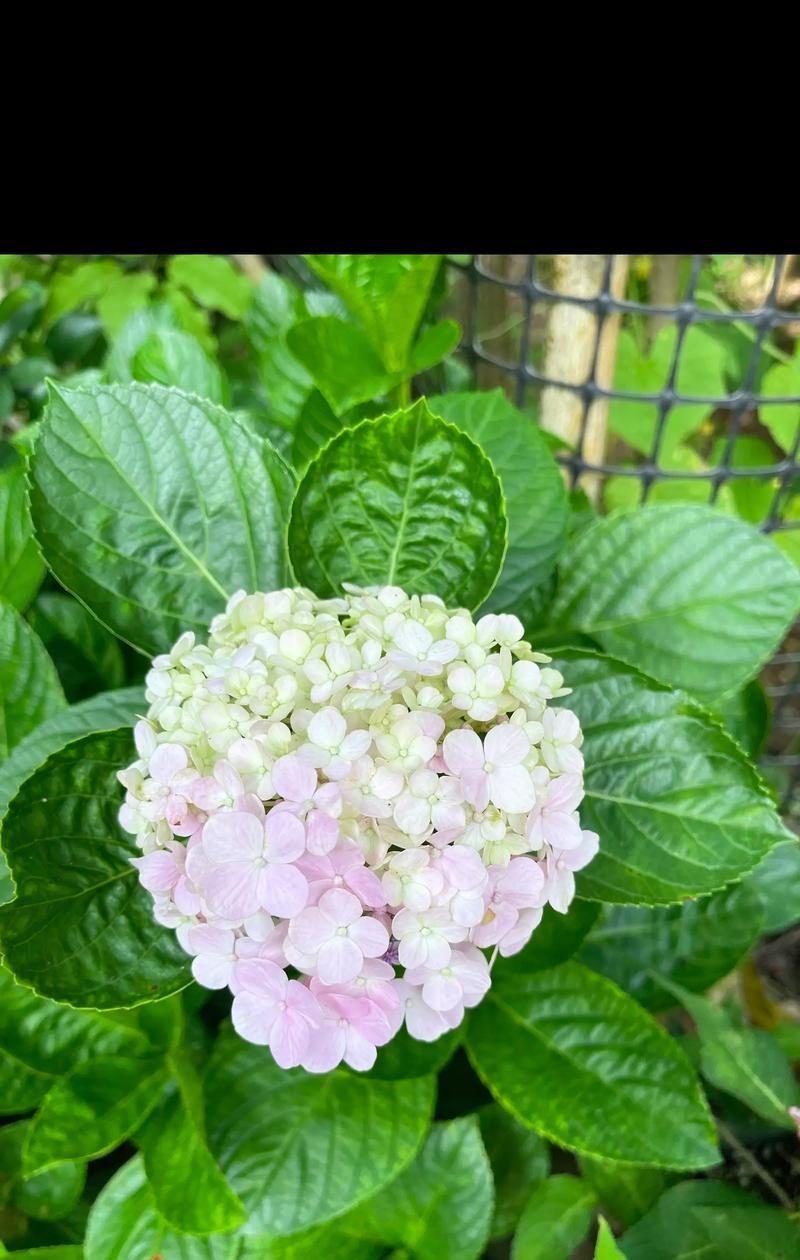 绣球花的花语是什么？绣球花简短的花语有哪些？