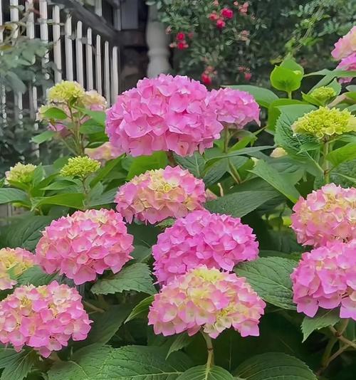 绣球花的花语是什么？绣球花简短的花语有哪些？