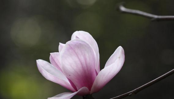 木兰花的花语是什么？木兰花象征着什么？