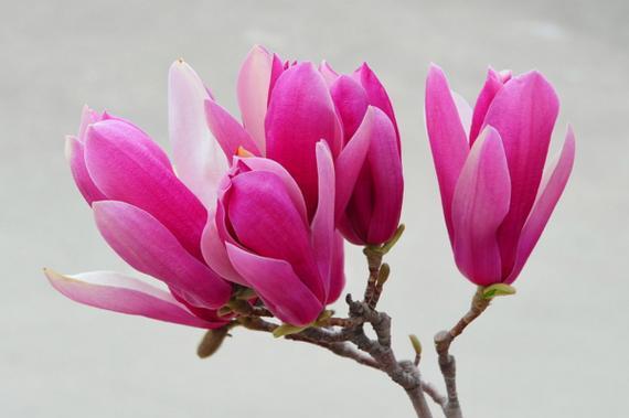 木兰花的花语是什么？木兰花象征着什么？