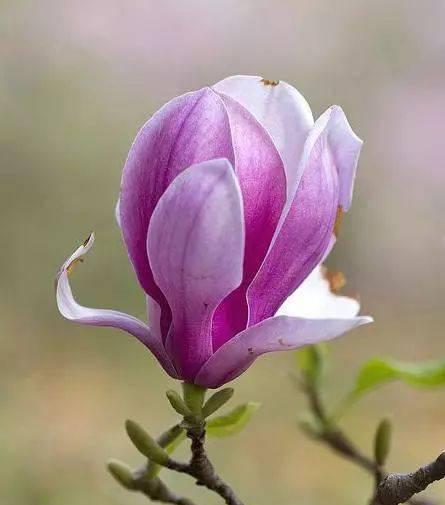 木兰花的花语是什么？木兰花象征着什么？