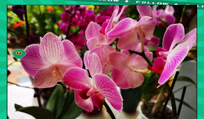 迷你蝴蝶兰的花语是什么？迷你蝴蝶兰象征着什么？