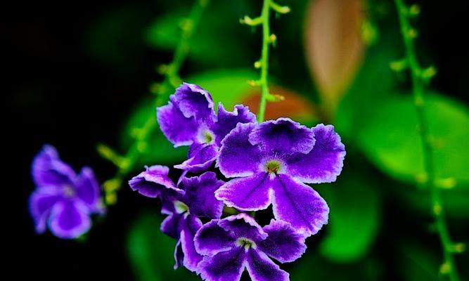 大自然中花的花语有哪些？大自然中的花象征着什么？