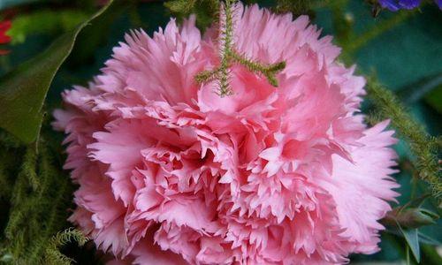 大自然中花的花语有哪些？大自然中的花象征着什么？