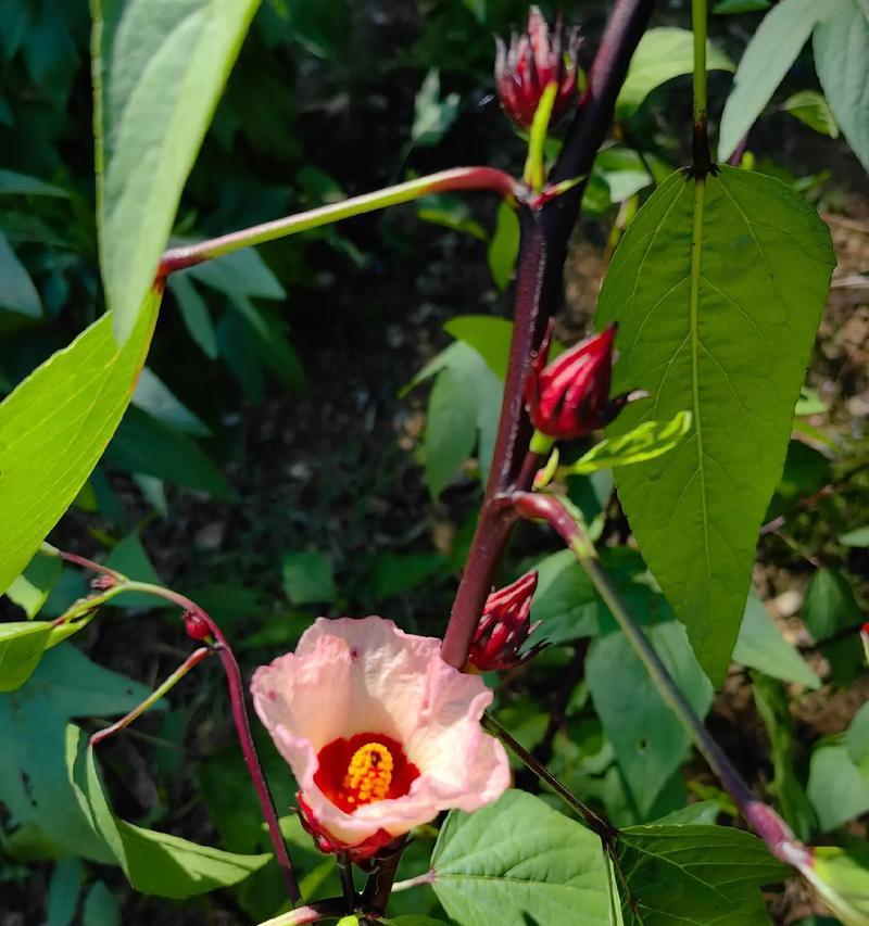 哪些花的花语与神有关？花语中涉及神的花有哪些？