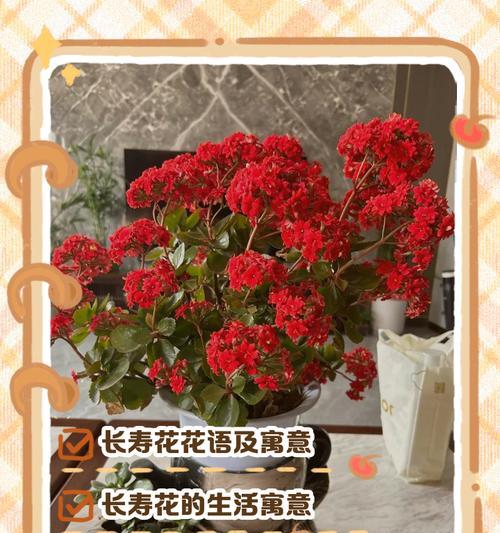 哪些花的花语与神有关？花语中涉及神的花有哪些？