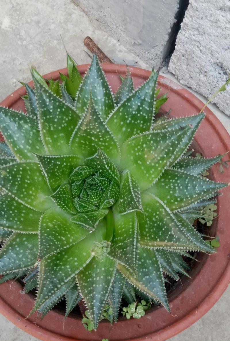 波露花的花语是什么？波露花如何养殖？