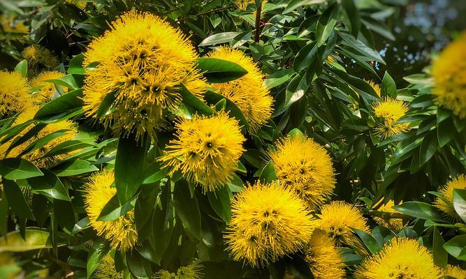 波露花的花语是什么？波露花如何养殖？
