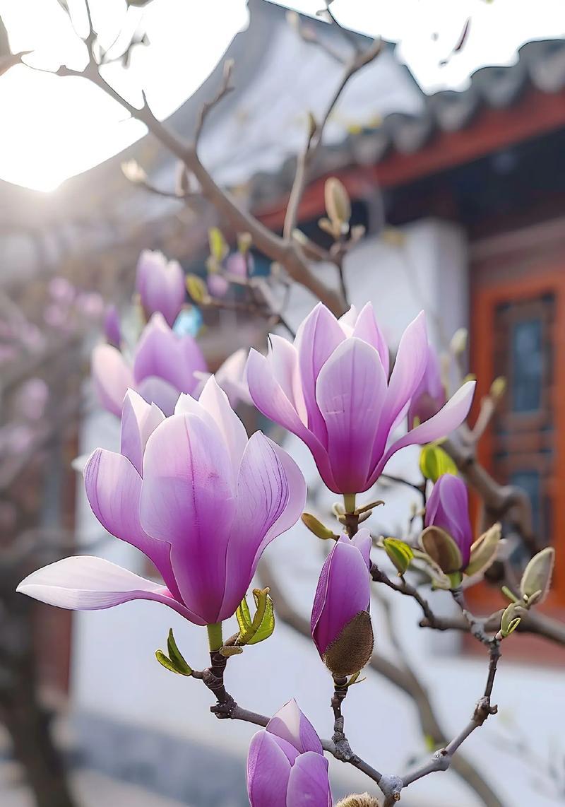 白色花的花语是什么？玉兰花的花语有哪些？