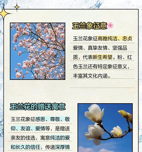 白色花的花语是什么？玉兰花的花语有哪些？