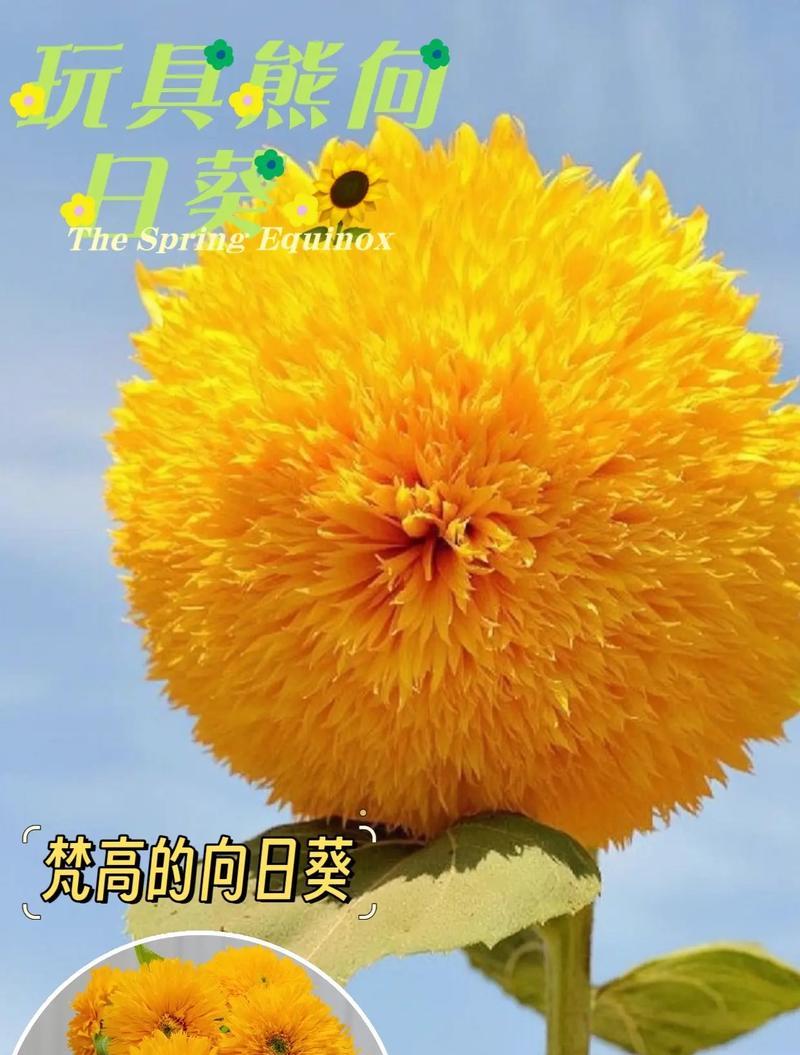 向日葵在西方代表什么？它的花语有何特别之处？