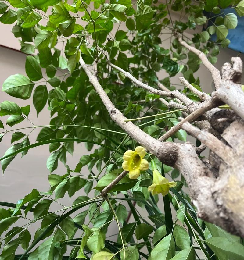 幸福树的花语是什么？它象征着什么？