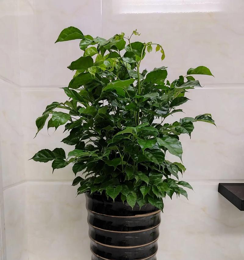 幸福树的花语是什么？它象征着什么？