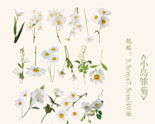 雏菊的花语有哪些寓意？它代表着什么？