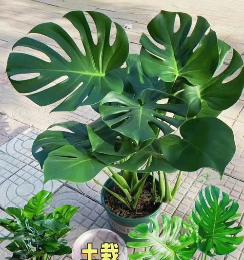 龟背竹的花语是什么？它有什么特别的作用？