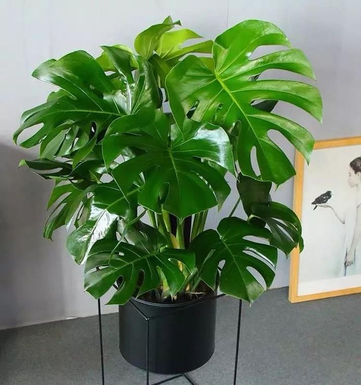 龟背竹的花语是什么？它有什么特别的作用？