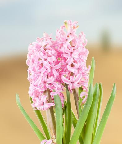 淡粉色风信子的花语是什么？它代表了什么？