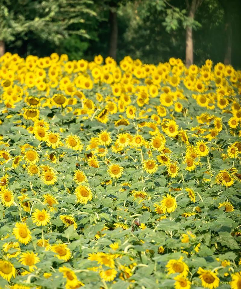 向日葵的花语在几月开放？它的花期是什么时候？