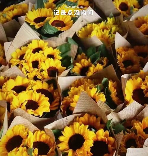 向日葵的花语在几月开放？它的花期是什么时候？