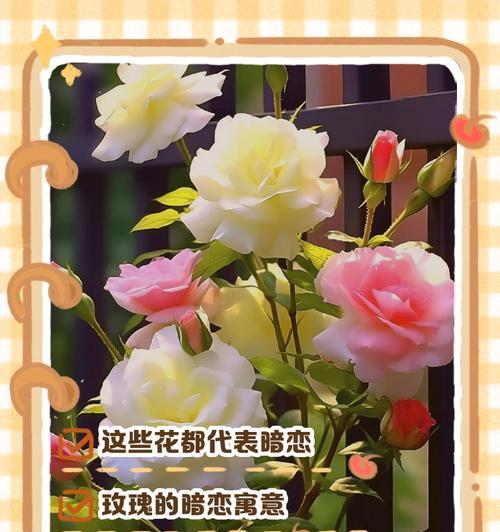 两生花的花语是什么？它背后有哪些传说？