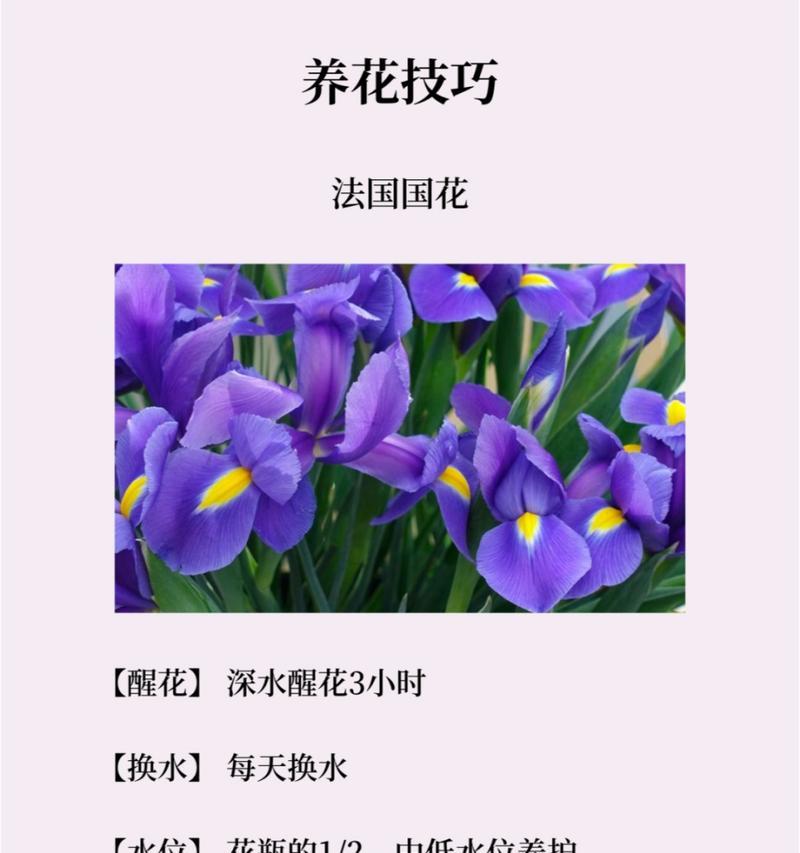 冬季鸢尾花的花语代表了什么？它有什么特别含义？