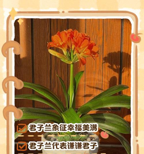 君子兰的寓意和花语是什么？它象征着什么？