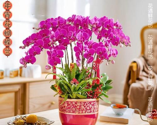 冬天开放的花有哪些花语？它们各自代表什么？