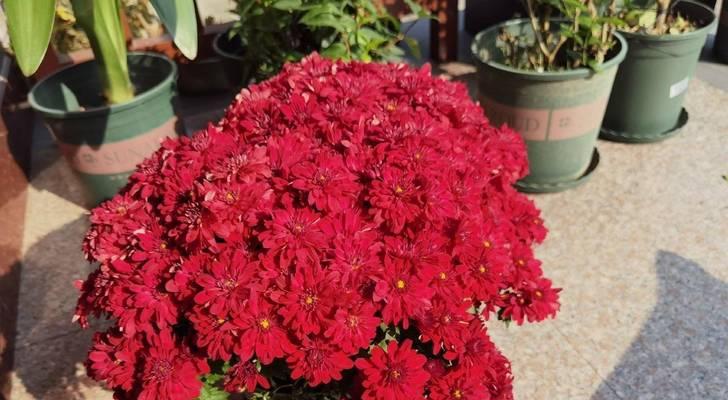 冬天开放的花有哪些花语？它们各自代表什么？