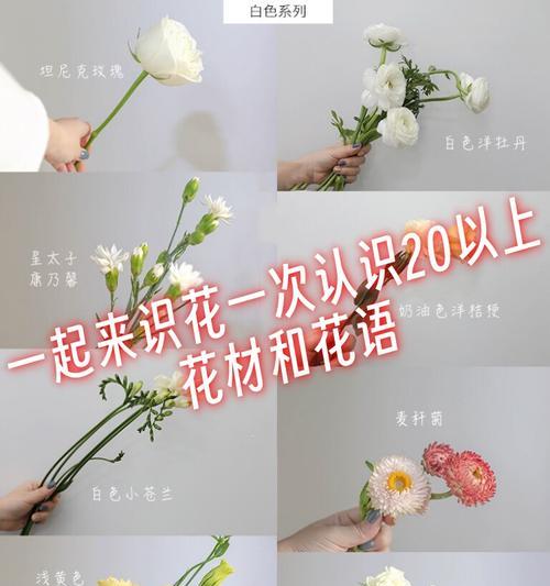 粉紫色安祖花的花语是什么？它代表了什么？