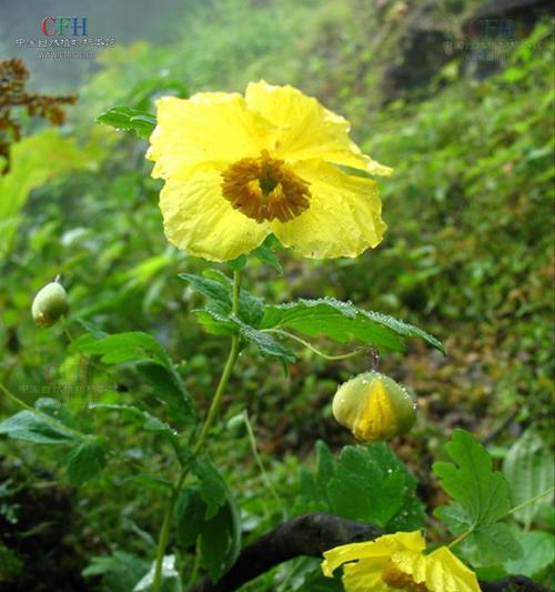 绿绒高的花语是什么？它象征着什么？