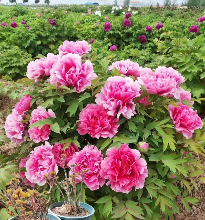 牡丹花的花语是什么？如何表达爱意？