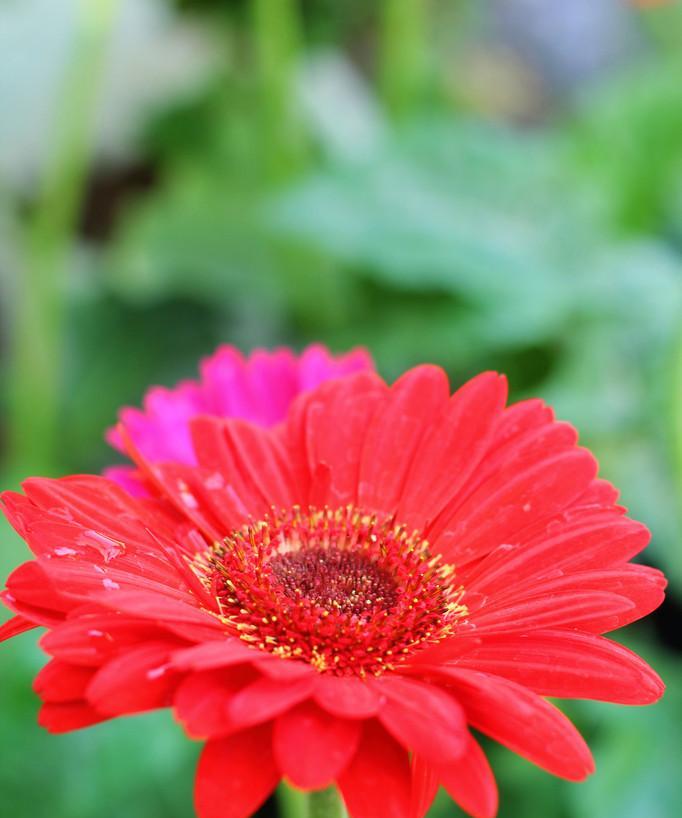 非洲菊大红色花语是什么？代表什么？
