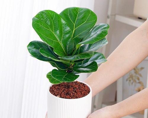 琴叶榕珊瑚的花语是什么？有何寓意？