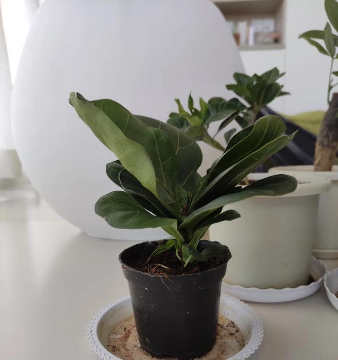 琴叶榕珊瑚的花语是什么？有何寓意？