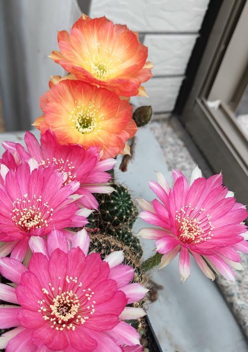 仙人球的花语简短吗？它代表什么？
