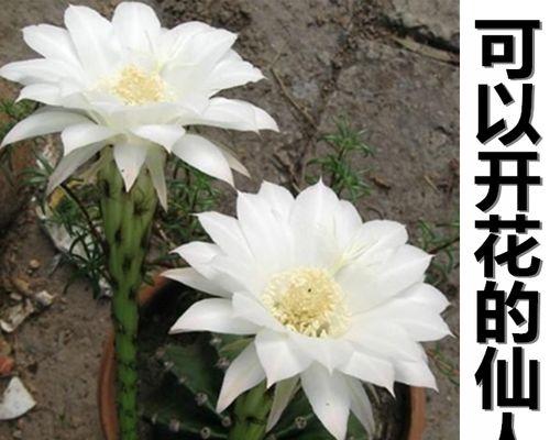 仙人球的花语简短吗？它代表什么？