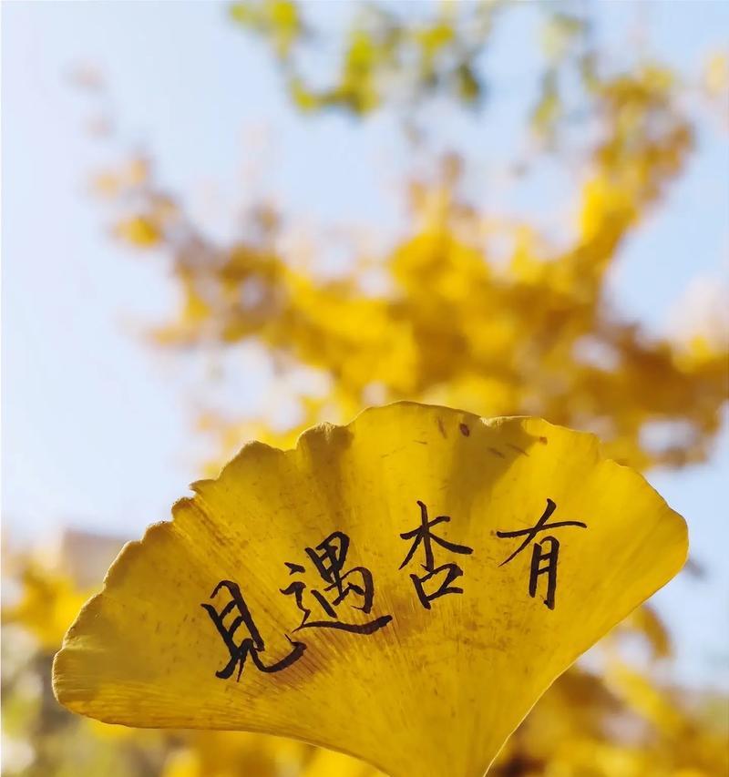 银杏叶的花语大全是什么？有哪些含义？