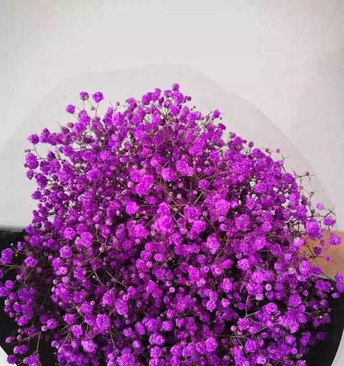 满天星鲜花的花语是什么？象征着什么？